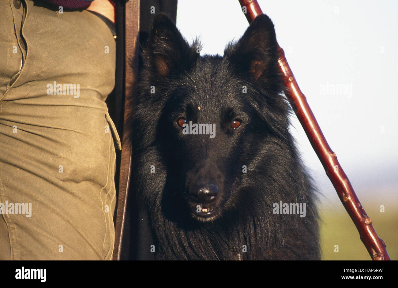 La Belgischer Schaeferhund, Hirtenhund Banque D'Images