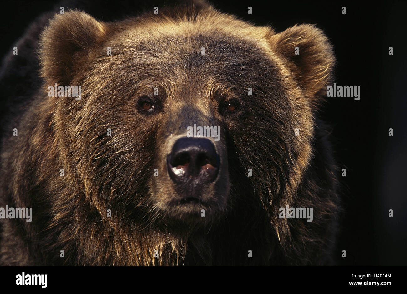 Arc Statique Recourbé Bear Kodiak Vintage 1951 - 41# - États-Unis - Bon état