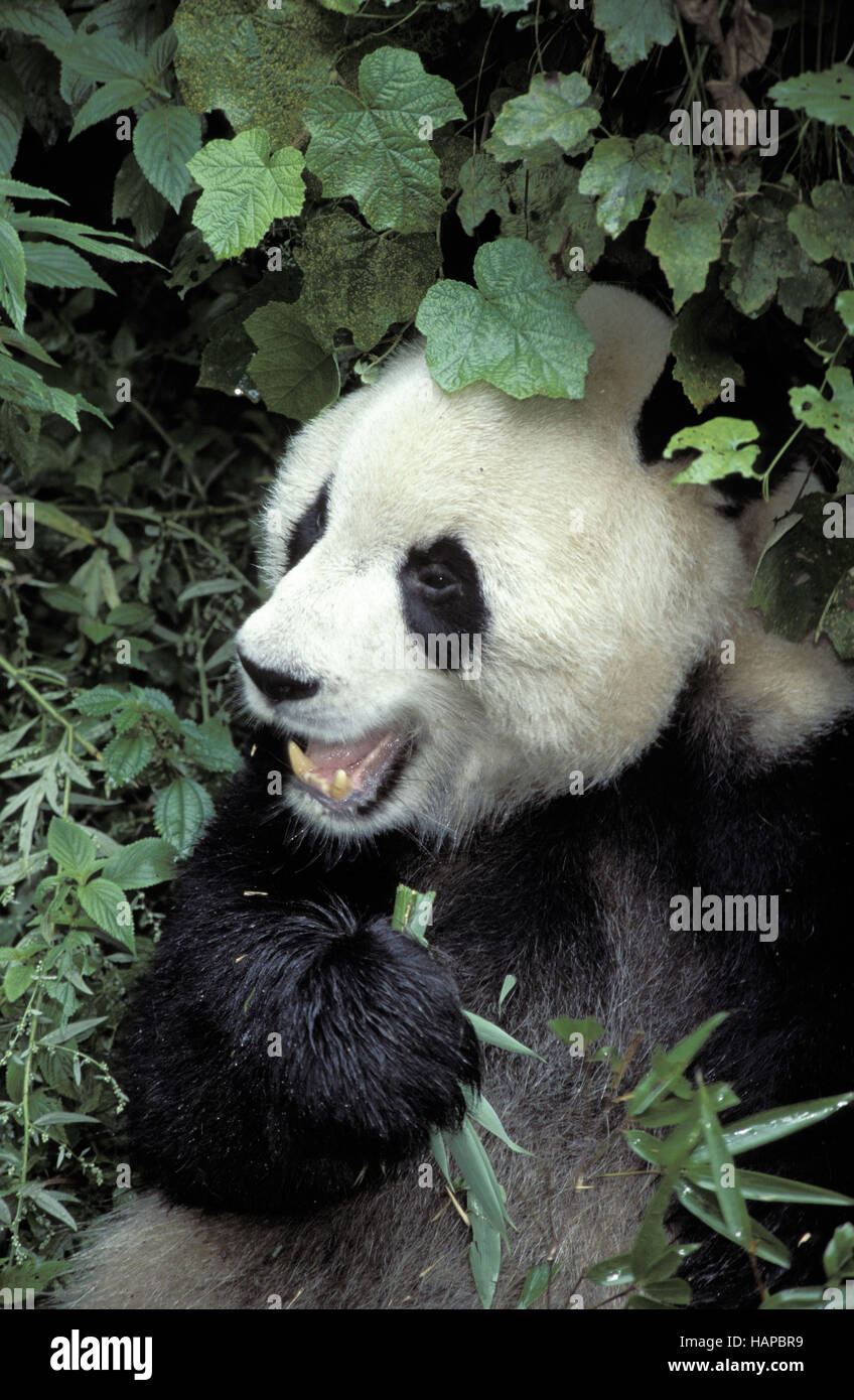 Panda géant Banque D'Images