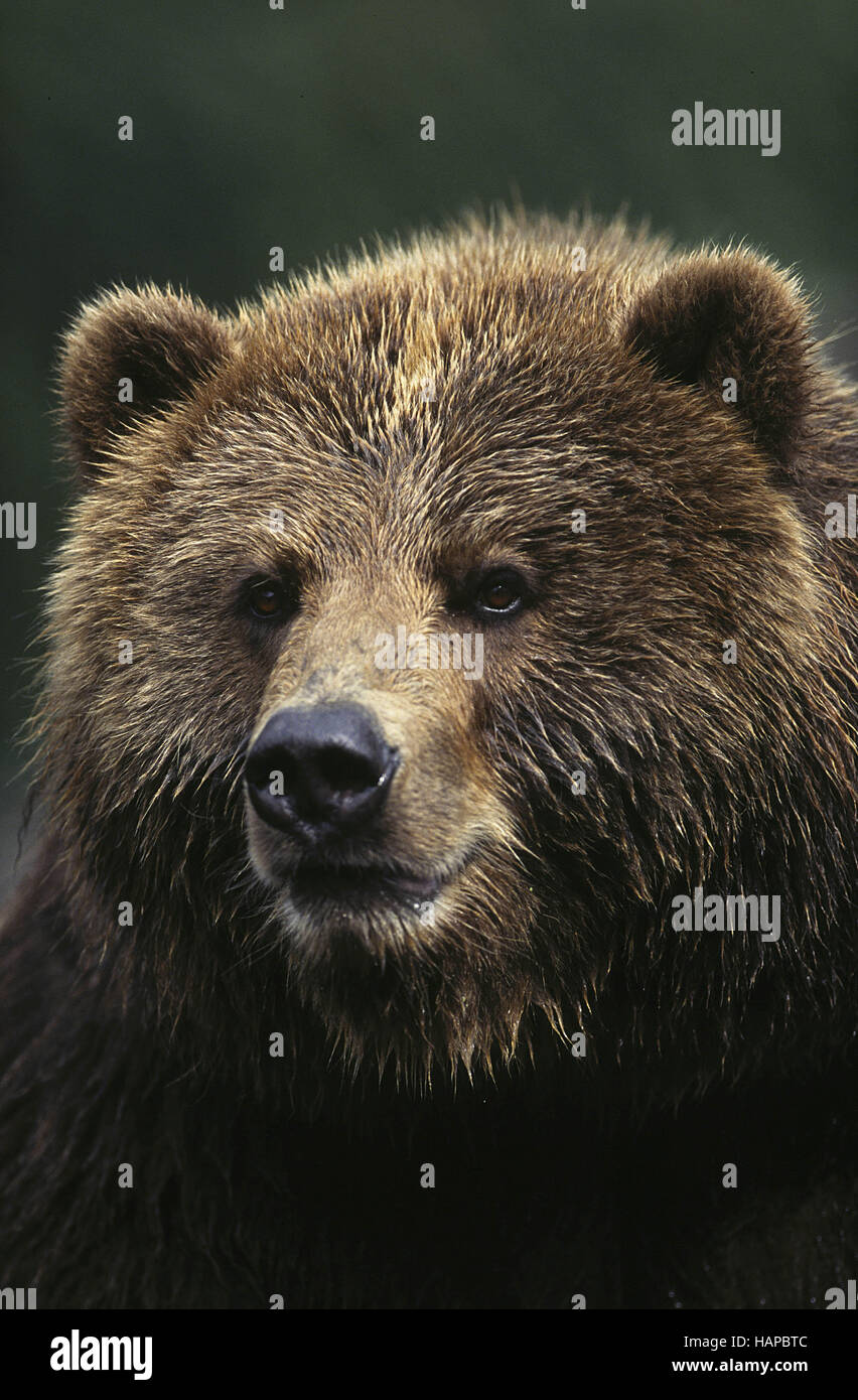 Arc Main Gauche Collection Arc Statique Recourbé Bear Archery Kodiak K4 Vintage (1951/1952) Verre Jaune - Occasion Excellent Suspension Vintage