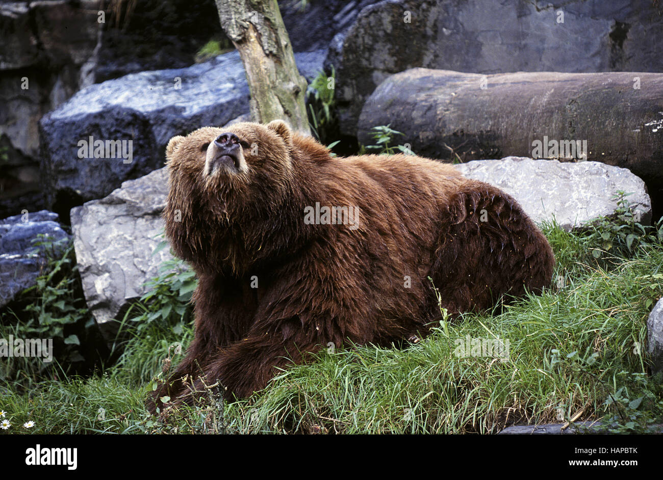 Arc Traditionnel Ours Kodiak 1951 - Modèle Recourbé Statique K4 - Vintage RH 41 Lbs - États-Unis