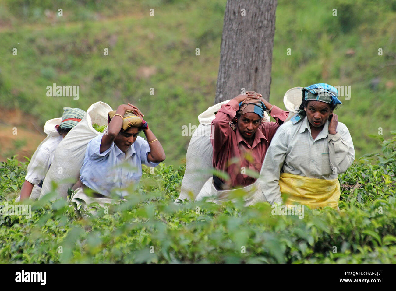 La récolte des femmes sur des feuilles de thé de Sri Lanka. Banque D'Images