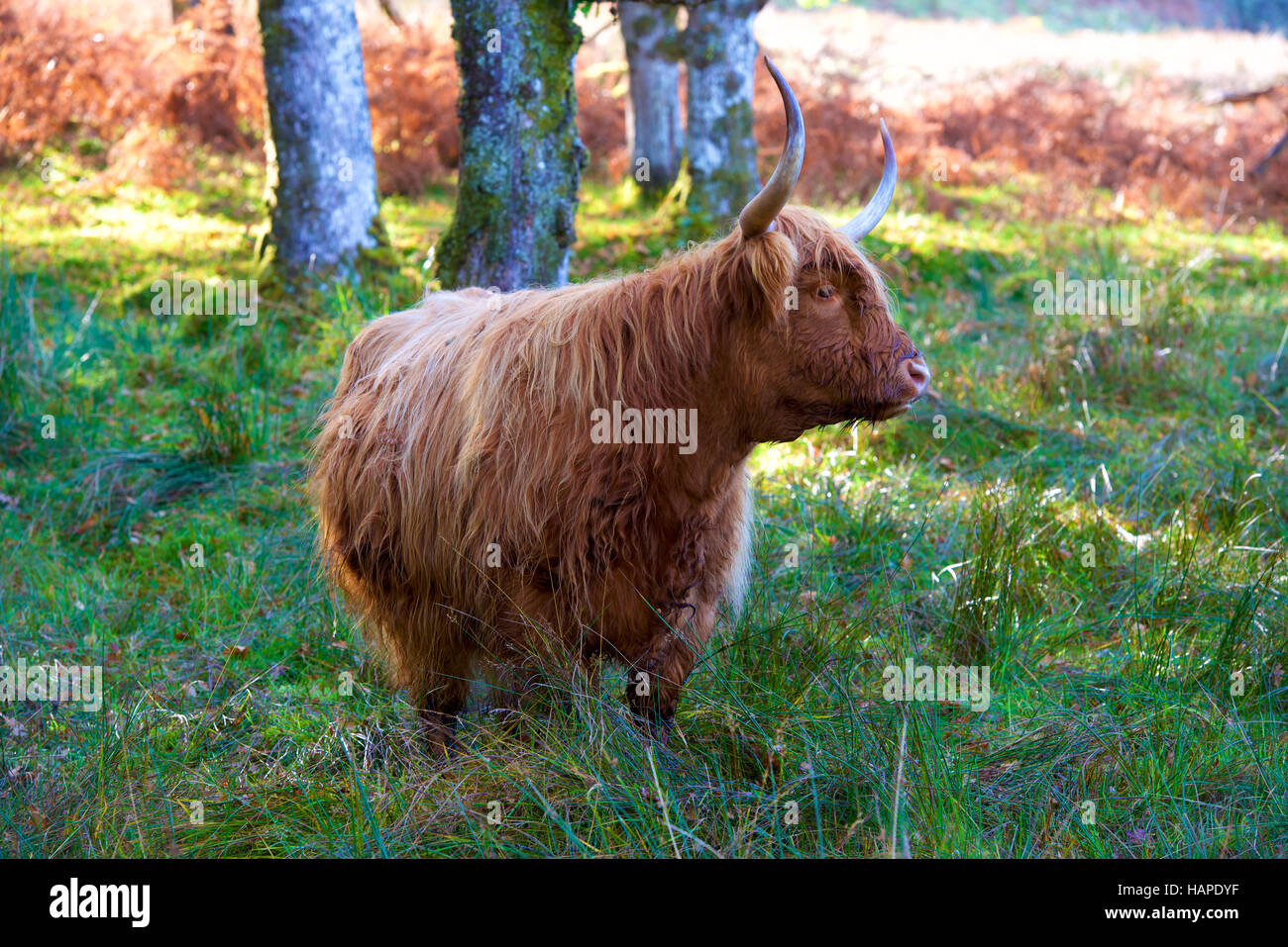 La vache des Highlands en Écosse. Banque D'Images