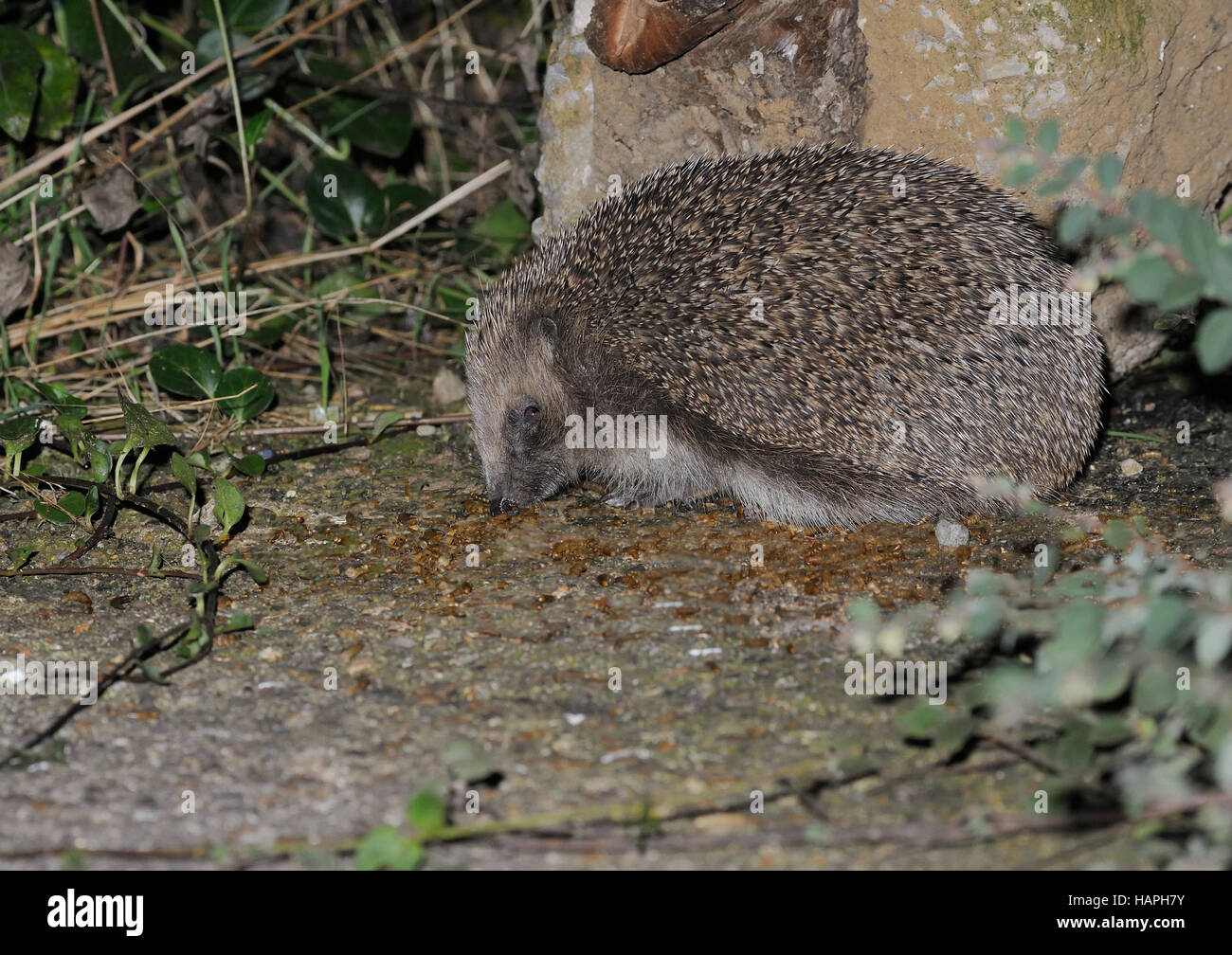 Un hérisson Erinaceus europaeus ( ( ) à se nourrir au crépuscule Banque D'Images