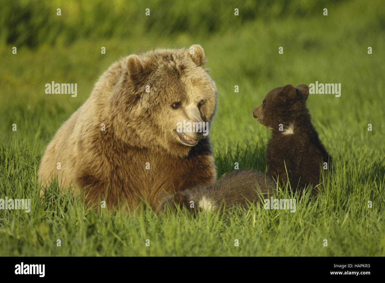 Braunbaer mit Jungen, Ours brun avec oursons Banque D'Images