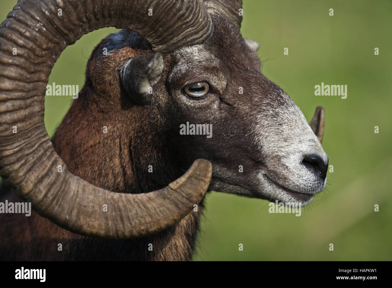 Mufflon, (Ovis ammon), mouflon Banque D'Images