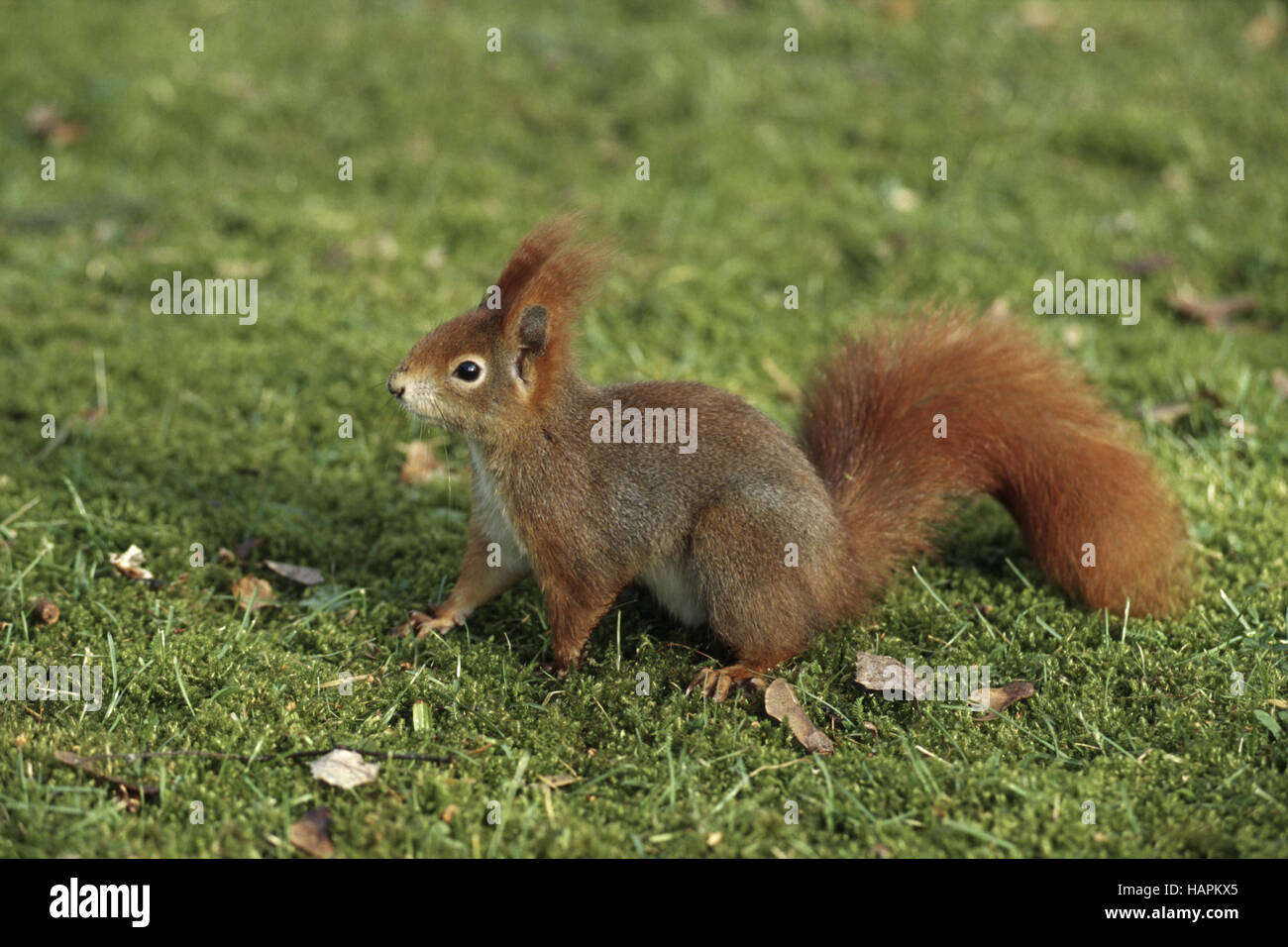 Eichhoernchen, l'Écureuil roux, Sciurus vulgaris Banque D'Images