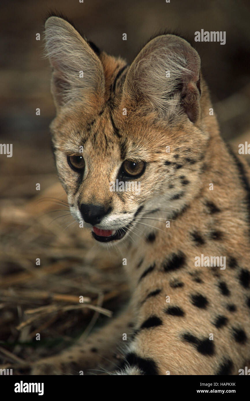 Le Serval (Felis serval) Banque D'Images