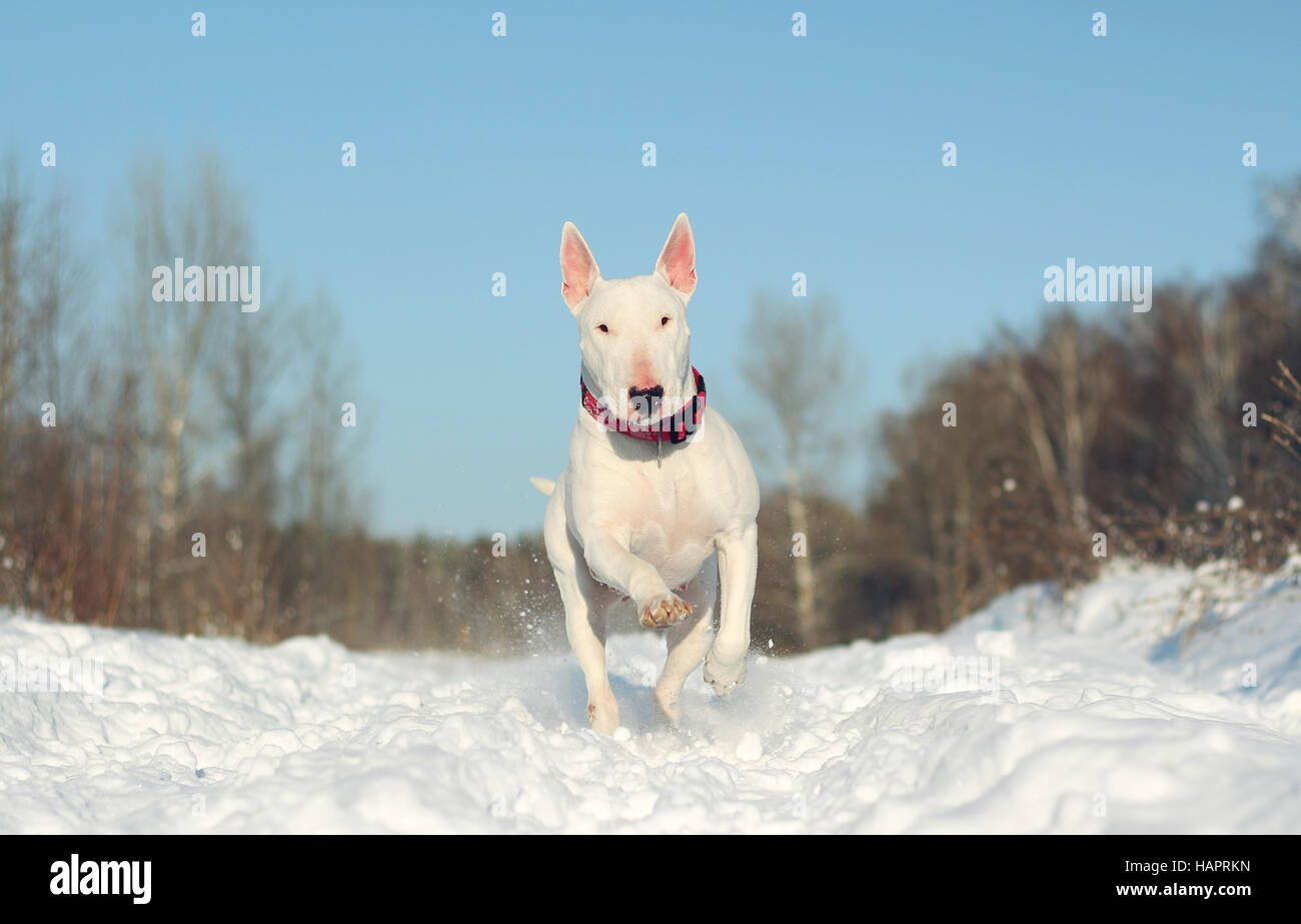 Bull Terrier Anglais blanc sur la nature en hiver Banque D'Images