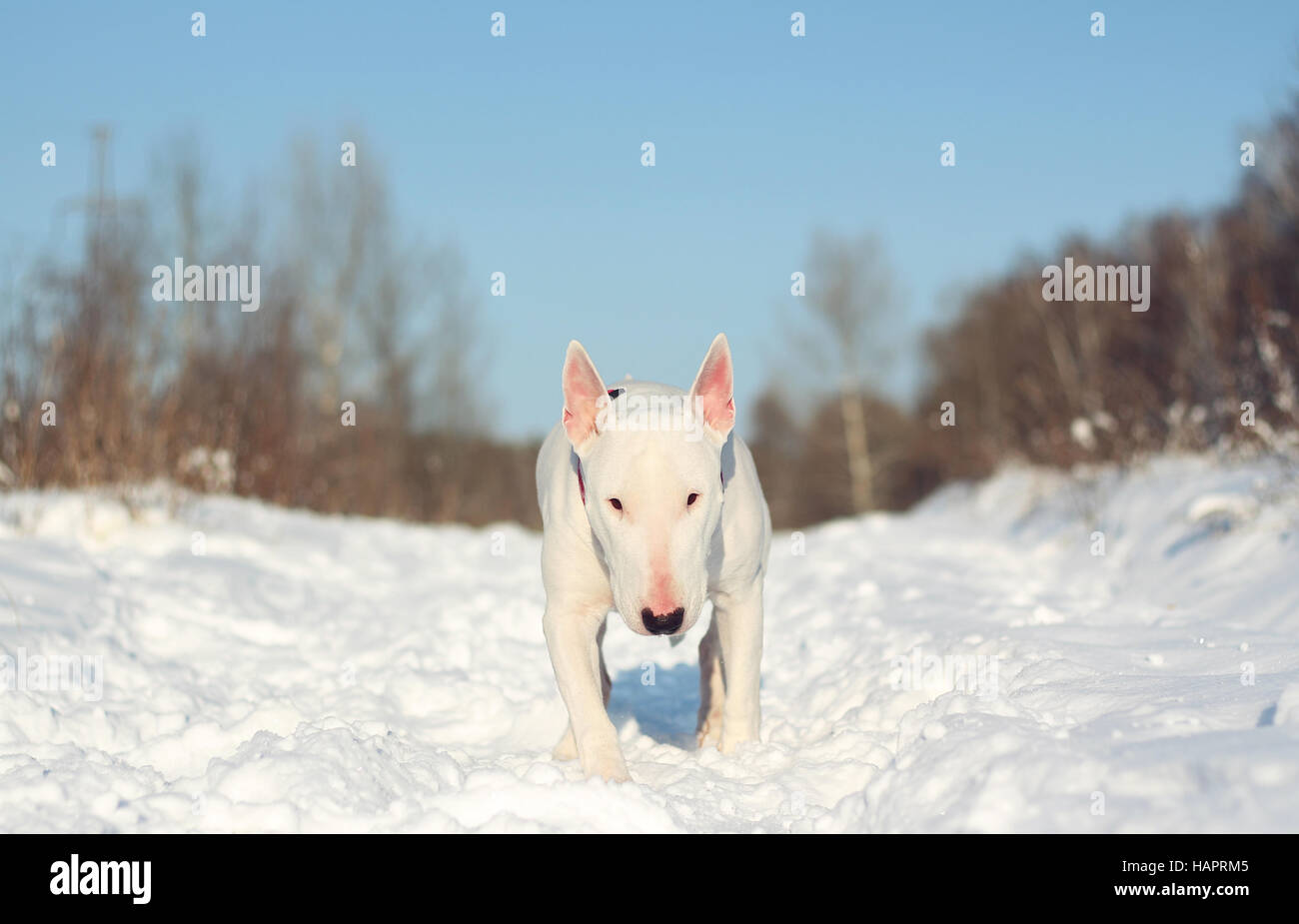 Bull Terrier Anglais blanc sur la nature en hiver Banque D'Images