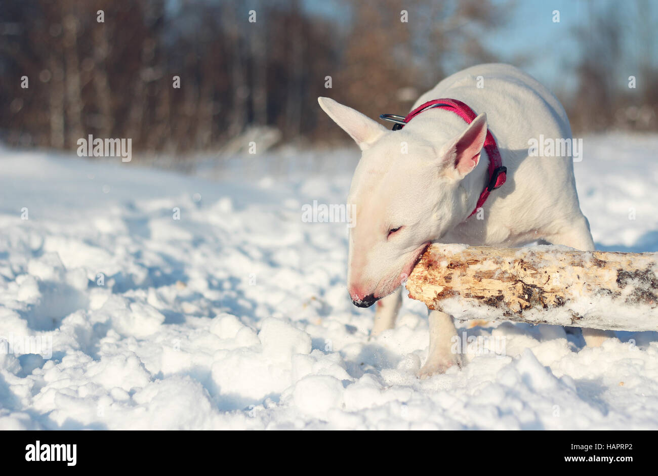 Bull Terrier Anglais blanc jouer avec un bâton sur la nature Banque D'Images