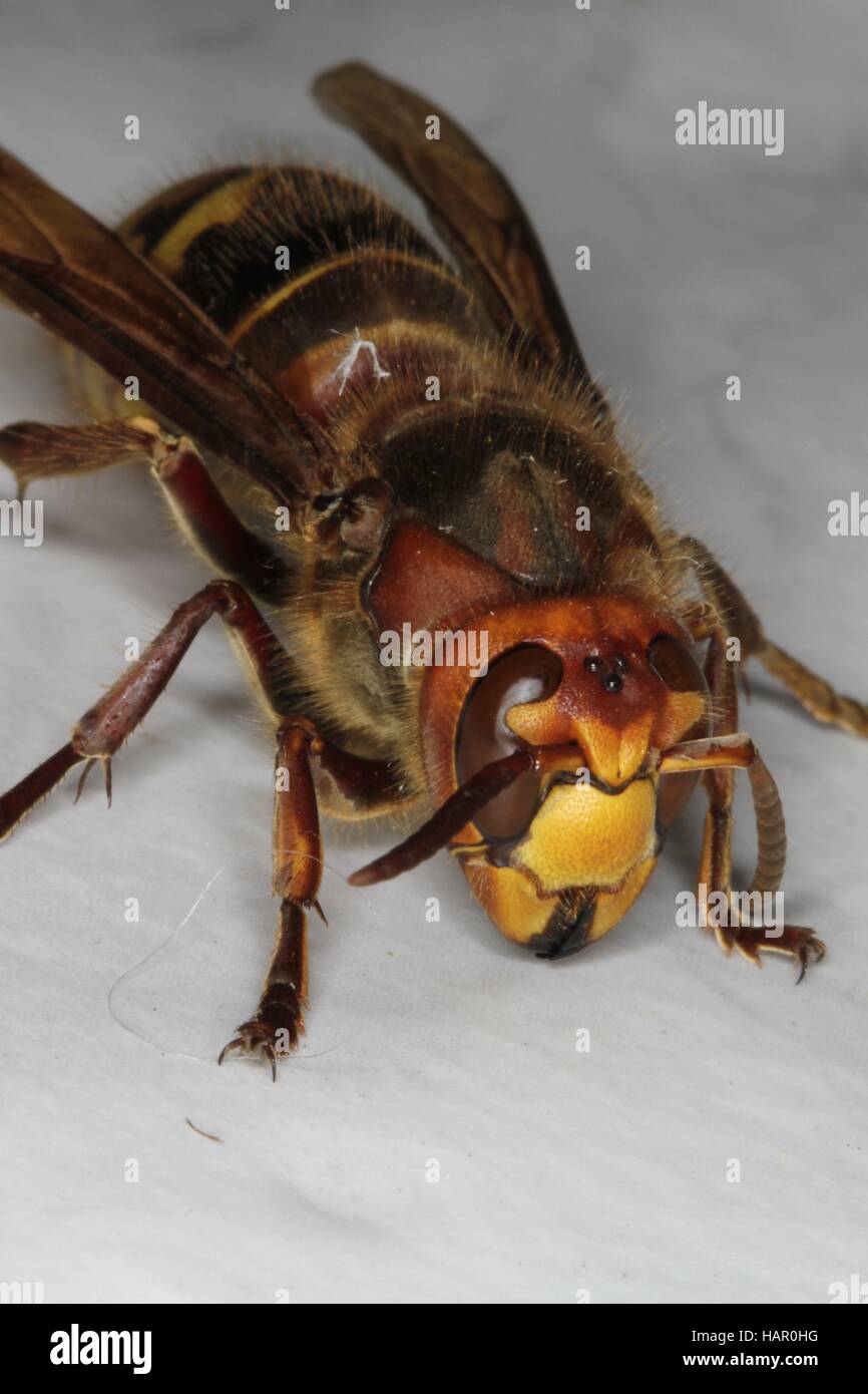 Le Frelon (Vespa crabro) est le plus remarquable en Europe Wasp vespidés. Les nids peuvent être jusqu'à 60 cm de haut. La taille de la population est de 600 à 1 000 d'insectes. Kleinschmalkalden, Thuringe, Allemagne, Europe Date : Juin 18, 2016 | dans le monde entier Banque D'Images