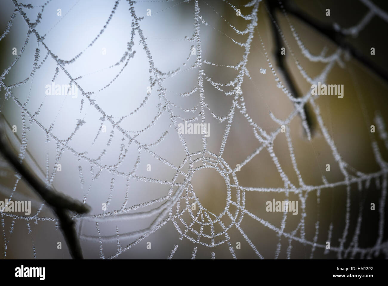 Rosée sur le Web à l'Abernethy Forest en Ecosse. Banque D'Images