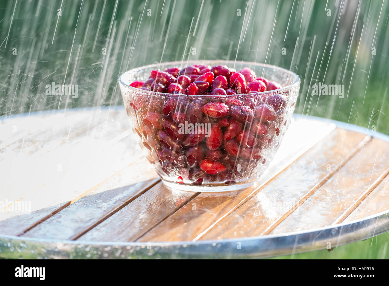 Pluie d'été et de cornouiller. Banque D'Images