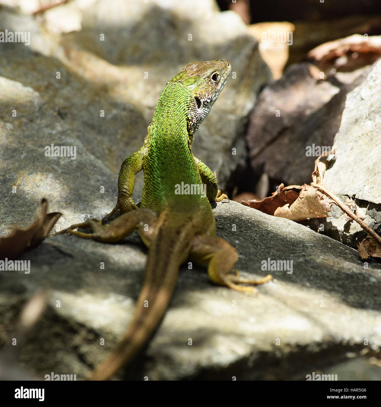 Lézard vert européen dans la nature Banque D'Images