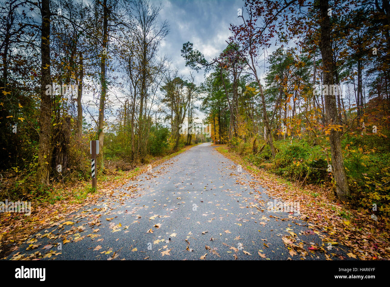La route et la couleur en automne à Chincoteague National Wildlife Refuge, à Blacksburg, en Virginie. Banque D'Images