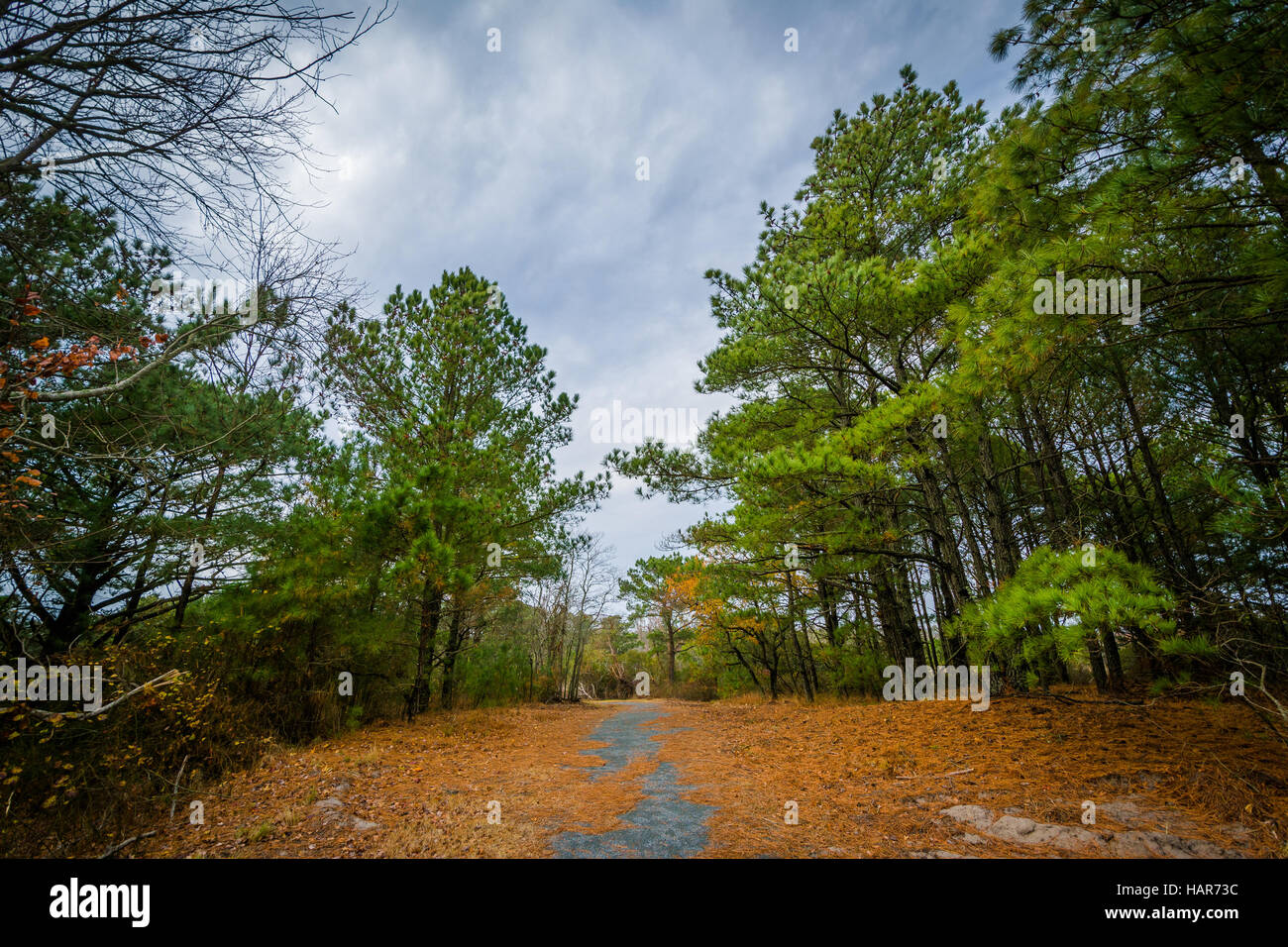 Des sentiers et des arbres à Chincoteague National Wildlife Refuge, à Blacksburg, en Virginie. Banque D'Images