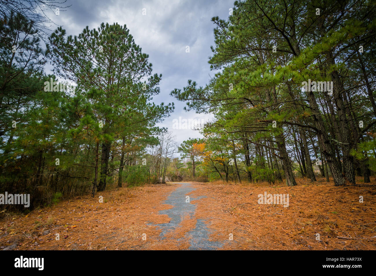 Des sentiers et des arbres à Chincoteague National Wildlife Refuge, à Blacksburg, en Virginie. Banque D'Images