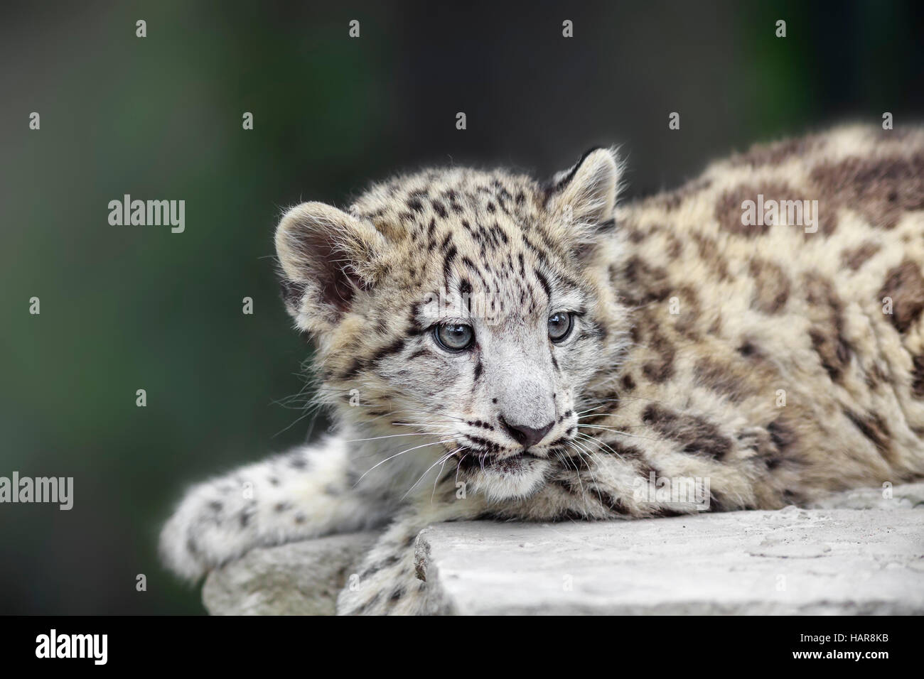 Snow Leopard cub, Panthera uncia, captive, Zoo du Parc Assiniboine, Winnipeg, Manitoba, Canada. Banque D'Images