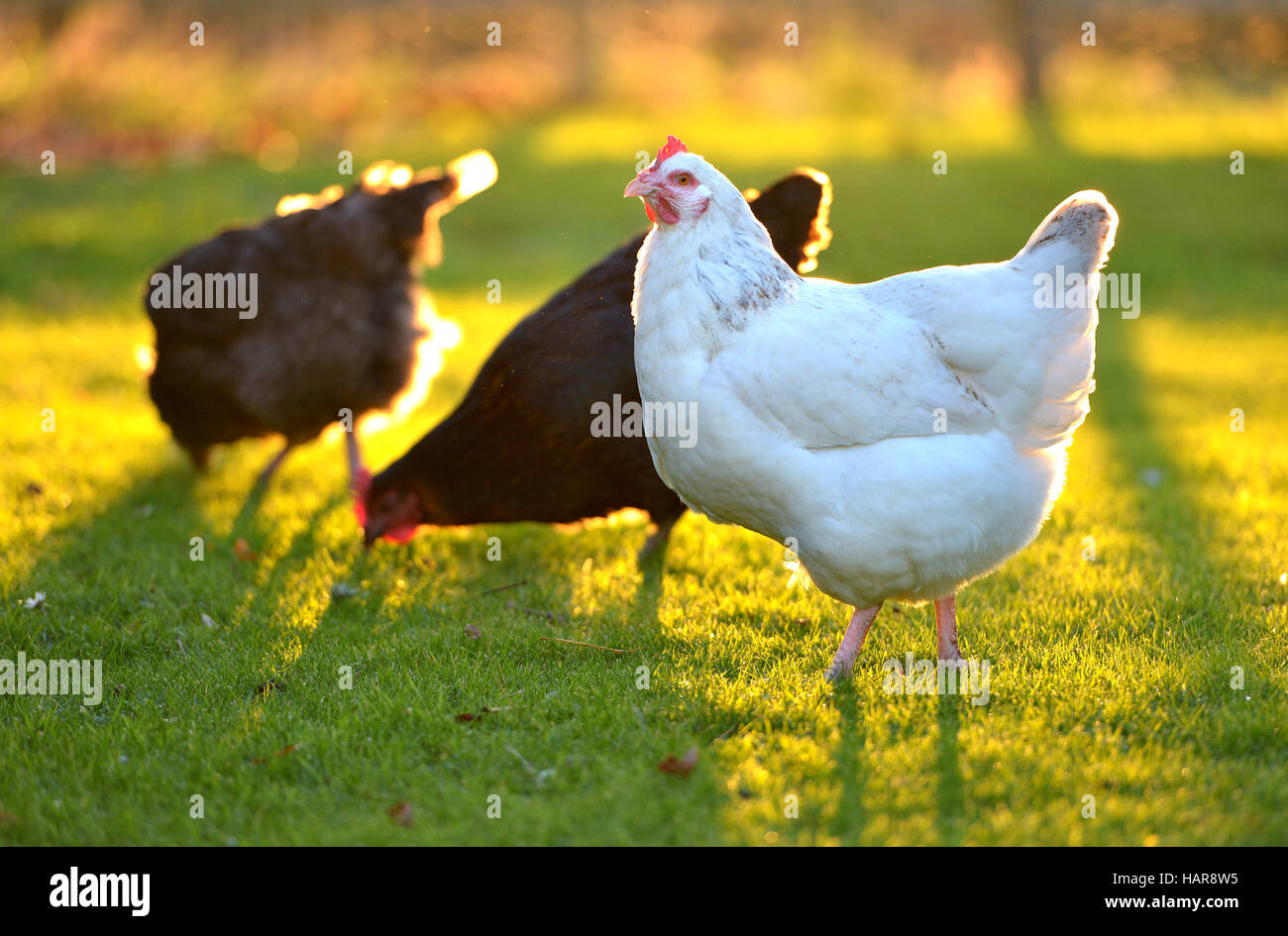 Des poulets dans un jardin arrière avec la lumière du soleil d'or. Banque D'Images
