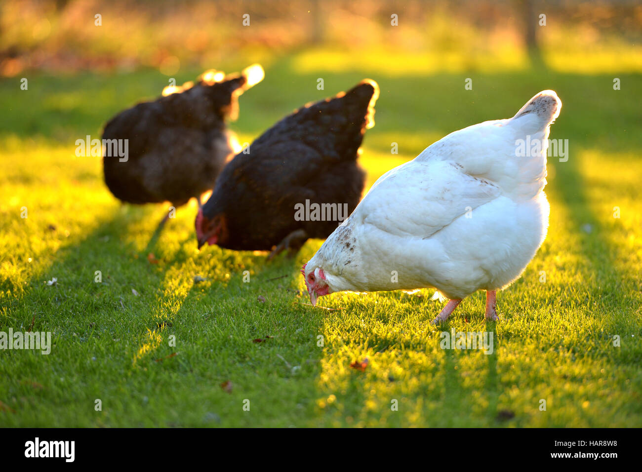 Des poulets dans un jardin arrière avec la lumière du soleil d'or. Banque D'Images
