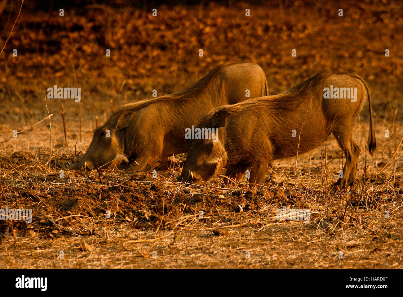 Phacochère, Phacochoerus aeethiopicus s'agenouiller pour se nourrir. Mana Pools National Park. Zimbabwe Banque D'Images