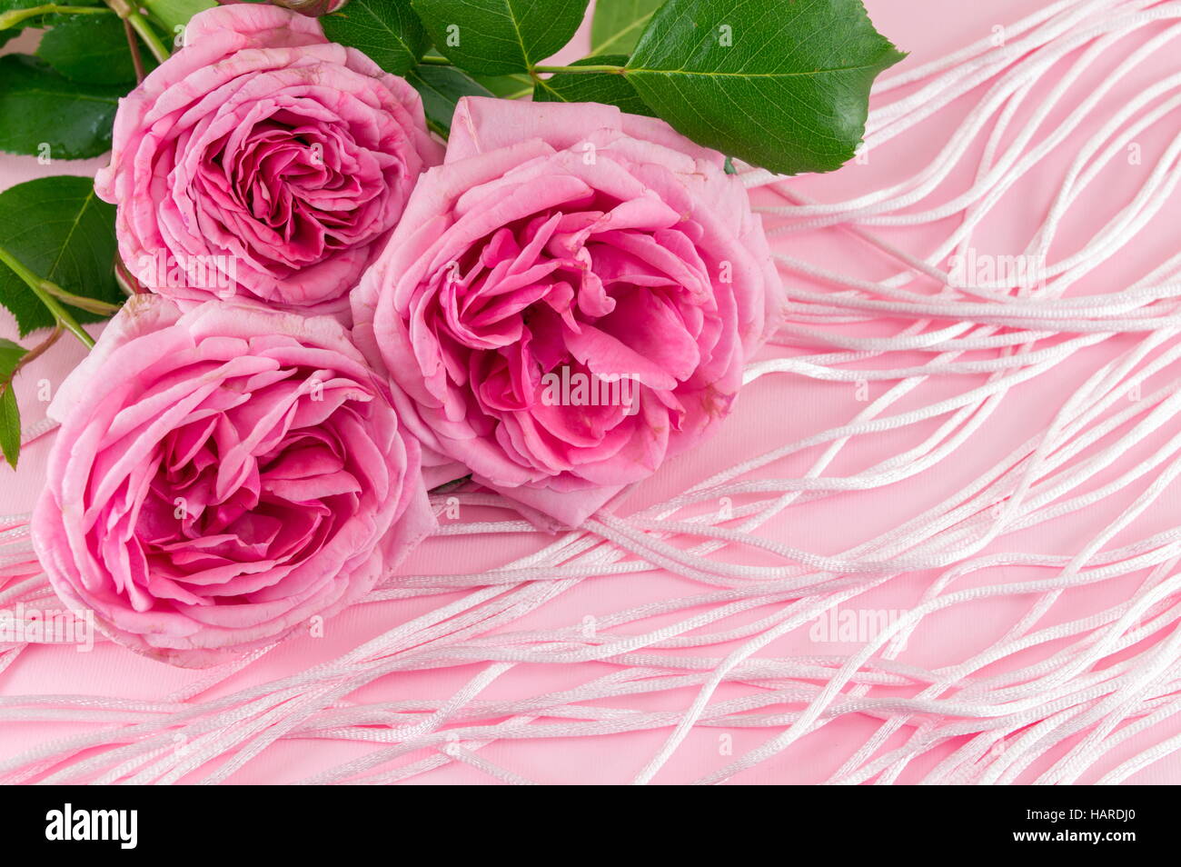 Trois roses sur fond rose Banque D'Images