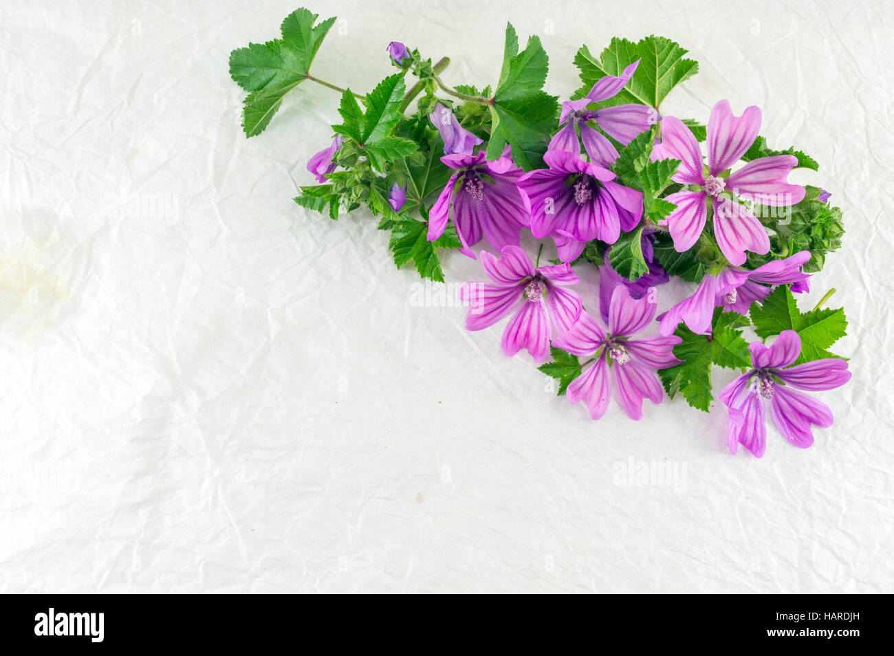 Malva sylvestris, mauve, fleurs bouquet sur tissu blanc Banque D'Images
