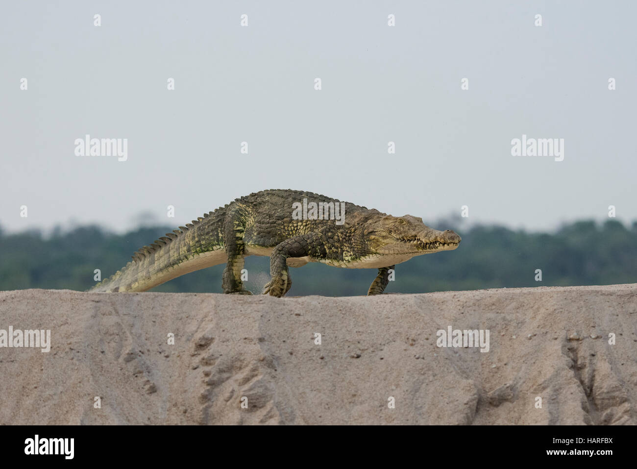 Crocodile du Nil,tournant sur terre Banque D'Images