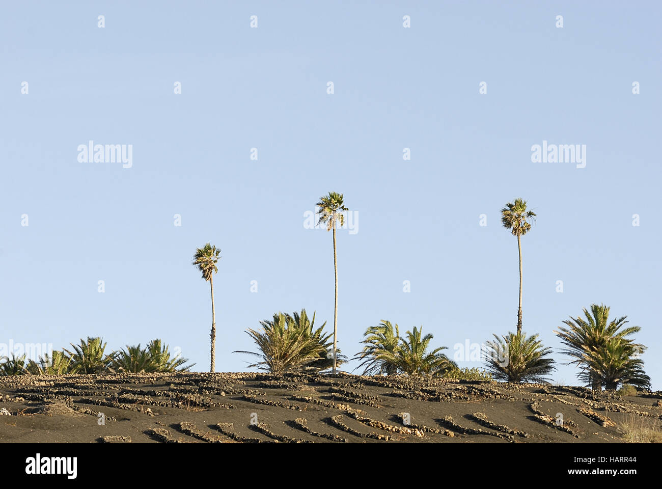 Drei palmen-tree palms Banque D'Images