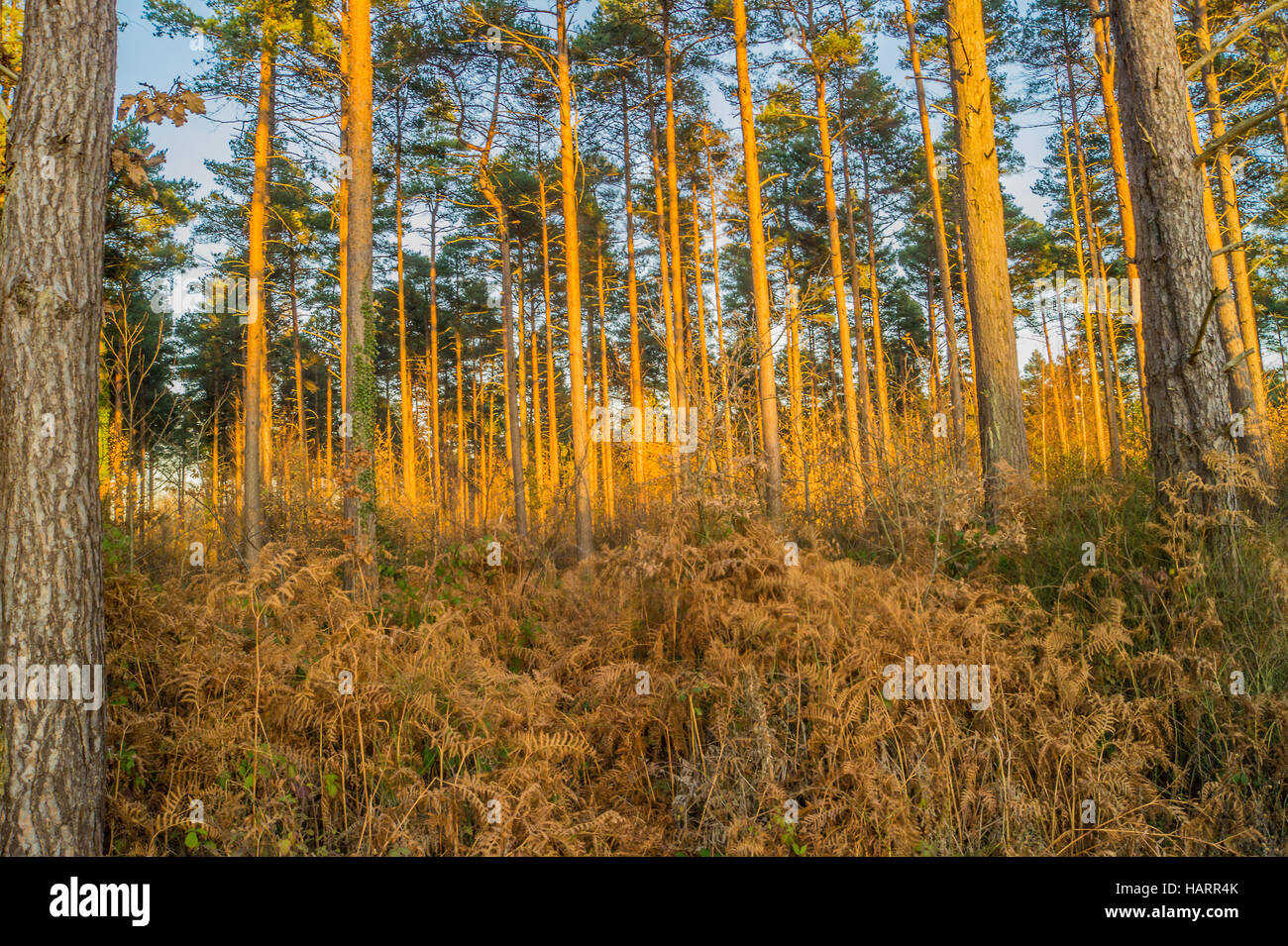 Forêt d'or Banque de photographies et d’images à haute résolution - Alamy