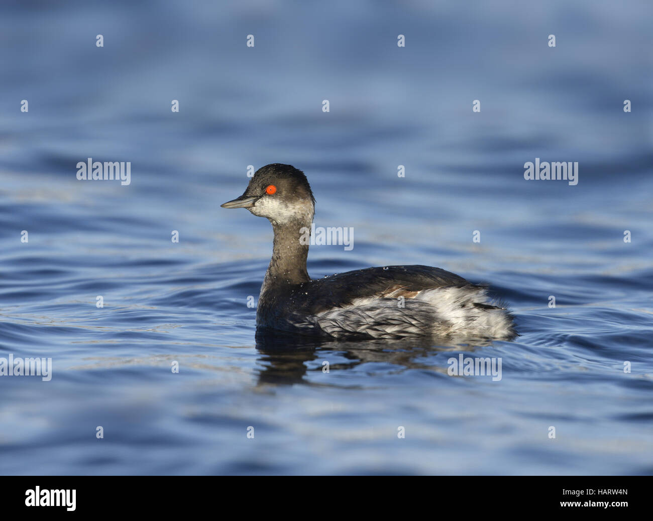 Grèbe à cou noir - Podiceps nigricollis Banque D'Images