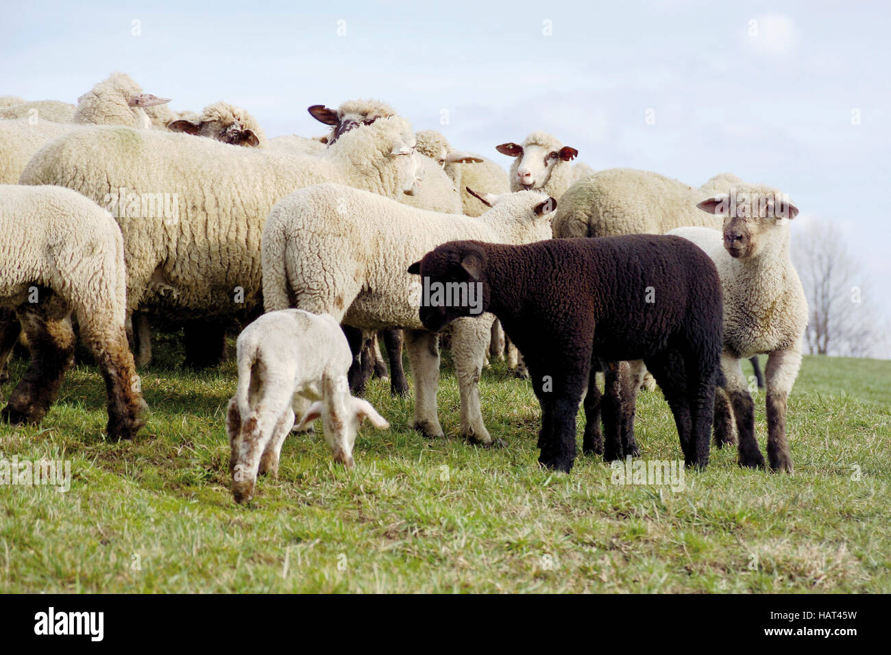 Mouton noir dans un troupeau de moutons blancs Banque D'Images