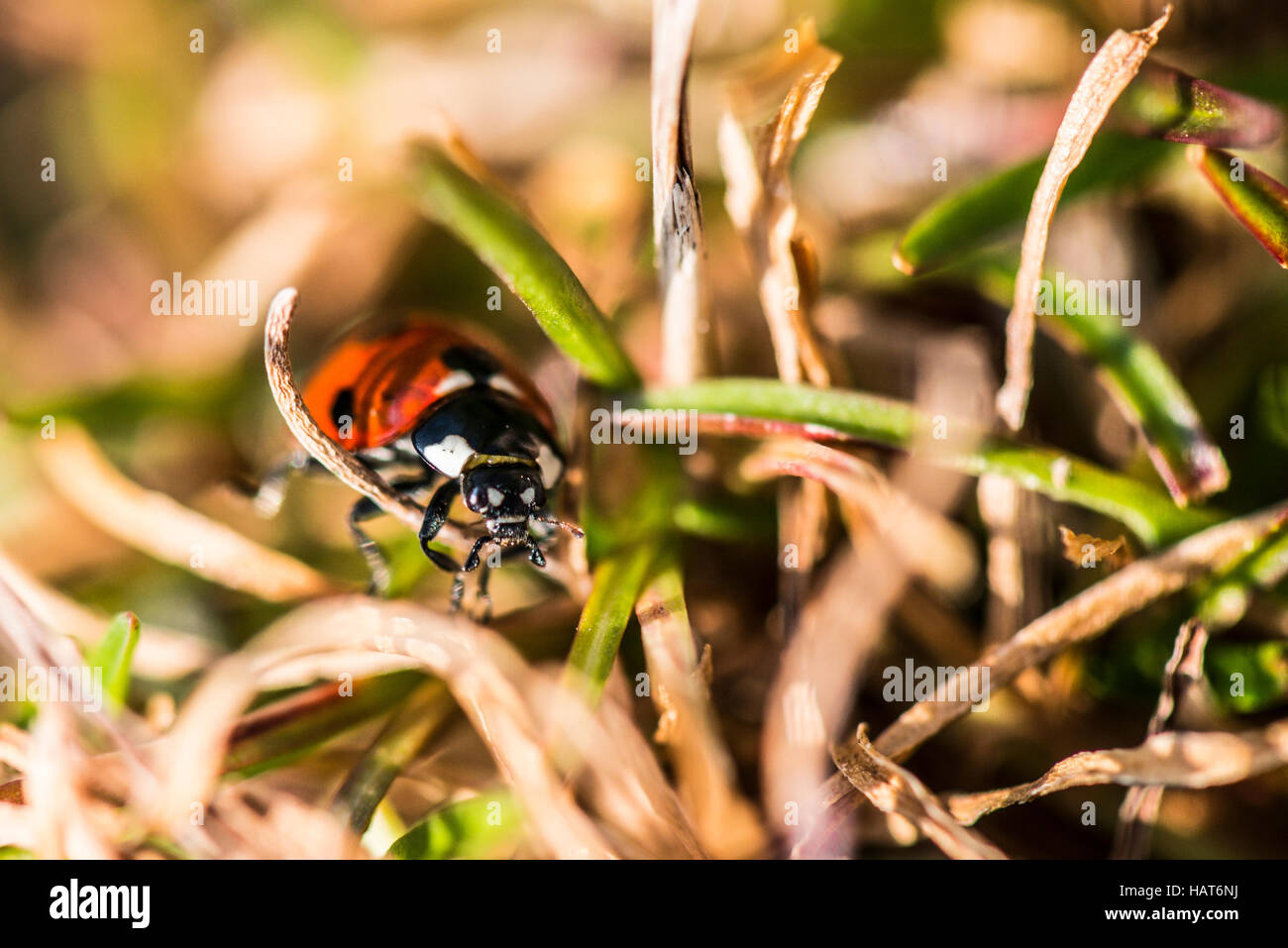 Un gros plan d'un 7-spot coccinelle (Coccinella septempunctata) Banque D'Images