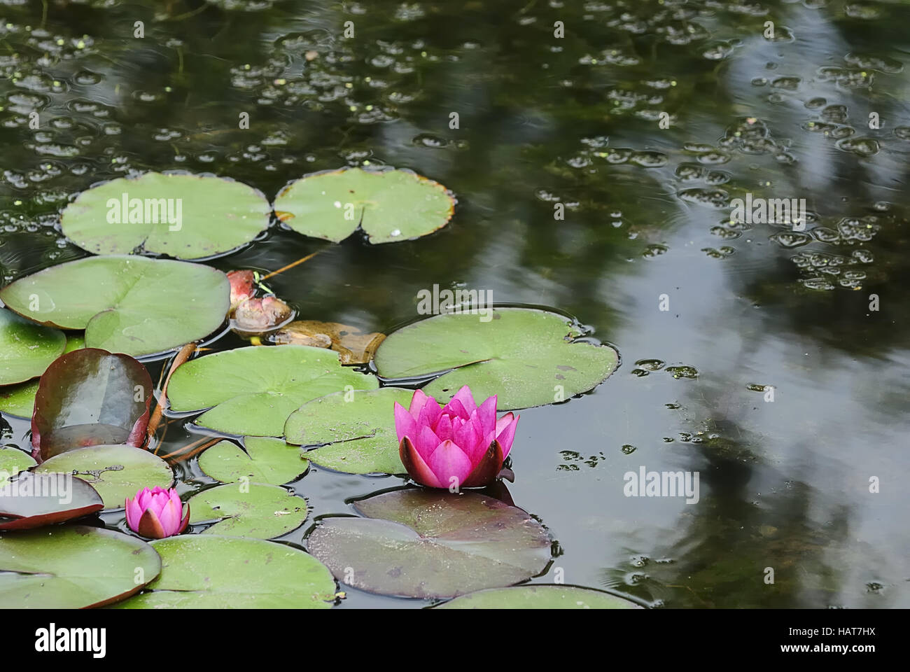 Nénuphar - seerose Banque D'Images