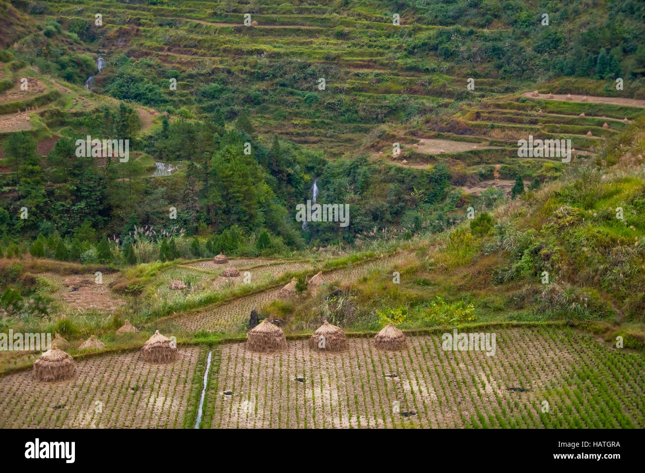 La terrasse de riz champs dans la province du Guizhou en Chine sont intéressants et même pittoresque affer la récolte. Banque D'Images