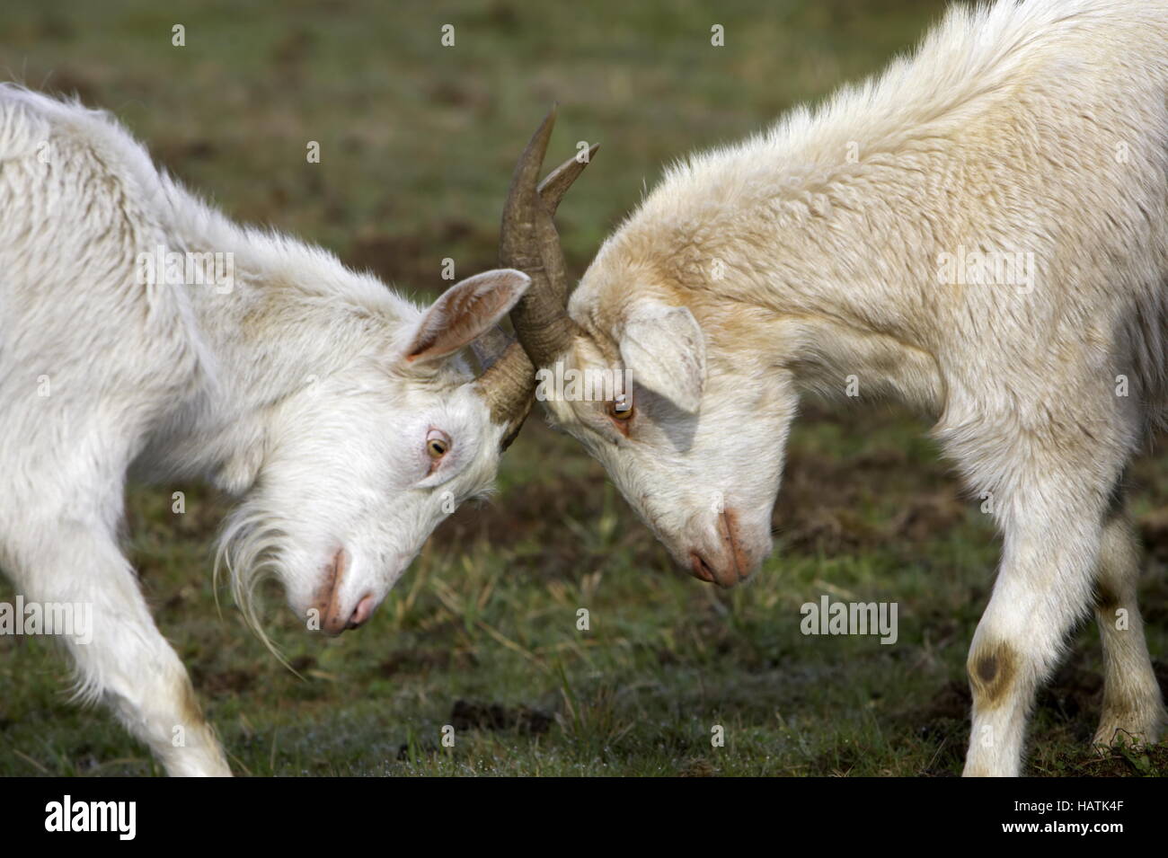 Hausziege - Capra aegagrus hircus - Chèvre Banque D'Images