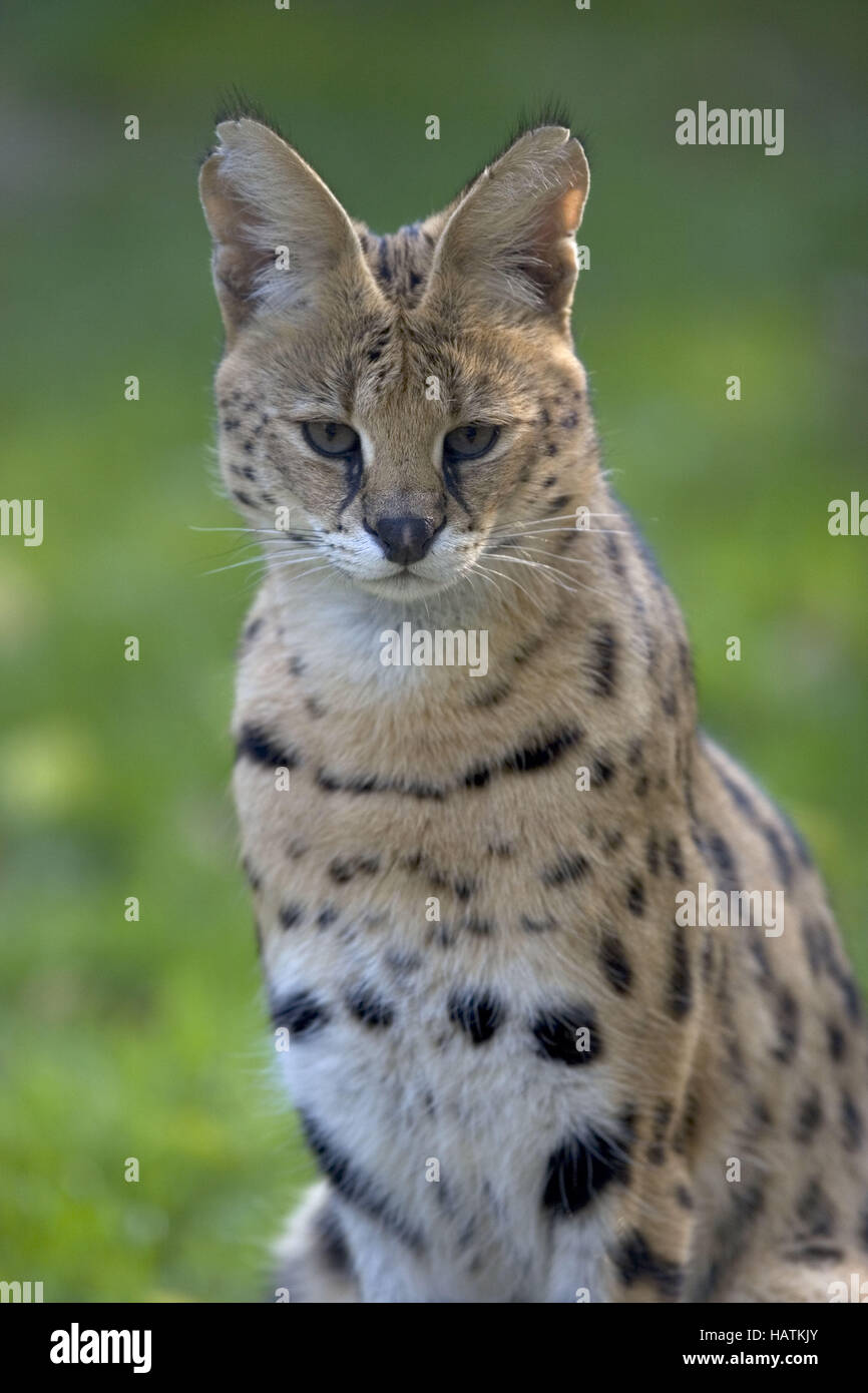 Serval (Leptailurus serval Banque D'Images