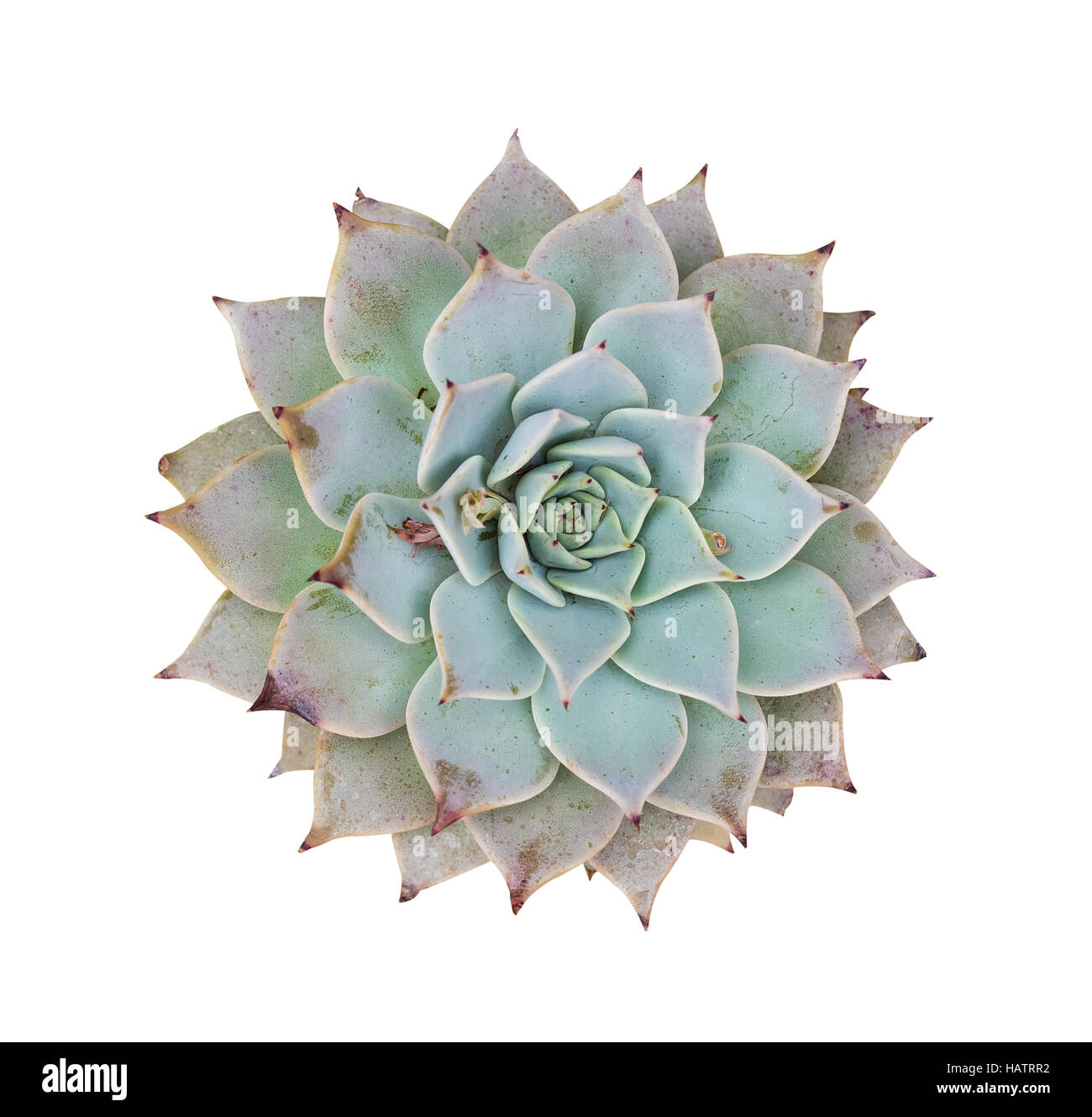 Arrangement rectangulaire de plantes succulentes ; cactus plantes grasses dans un semoir Banque D'Images
