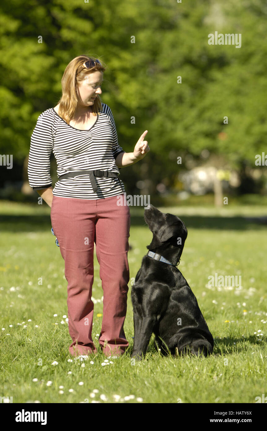 Dog | Mischlingshund Banque D'Images