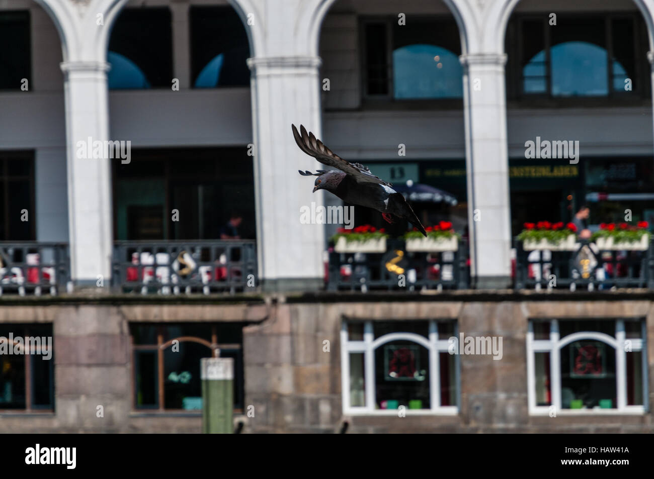 Pigeon à Hambourg Banque D'Images