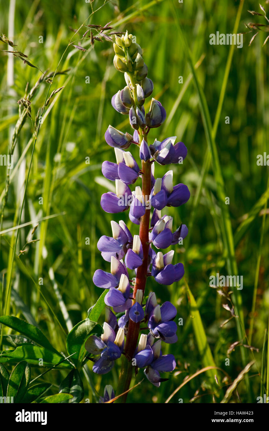 Lupin - Lupinus polyphyllus jardin Banque D'Images