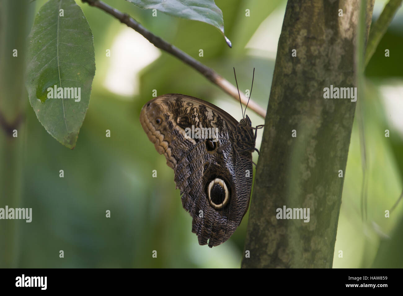 Le géant de la forêt, chouette Caligo eurilochus Banque D'Images