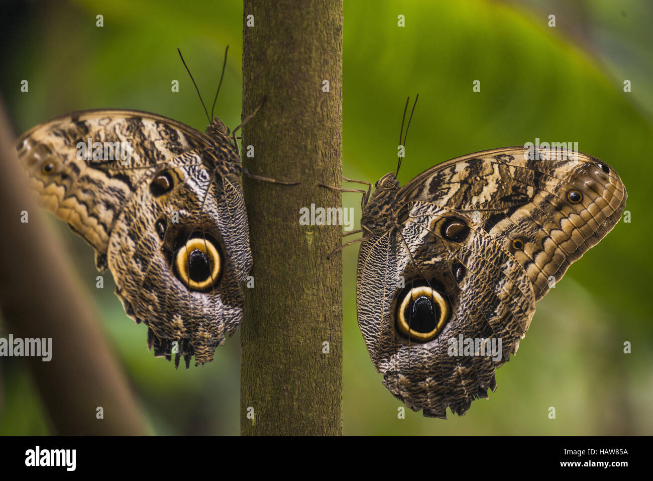 Le géant de la forêt, chouette Caligo eurilochus Banque D'Images
