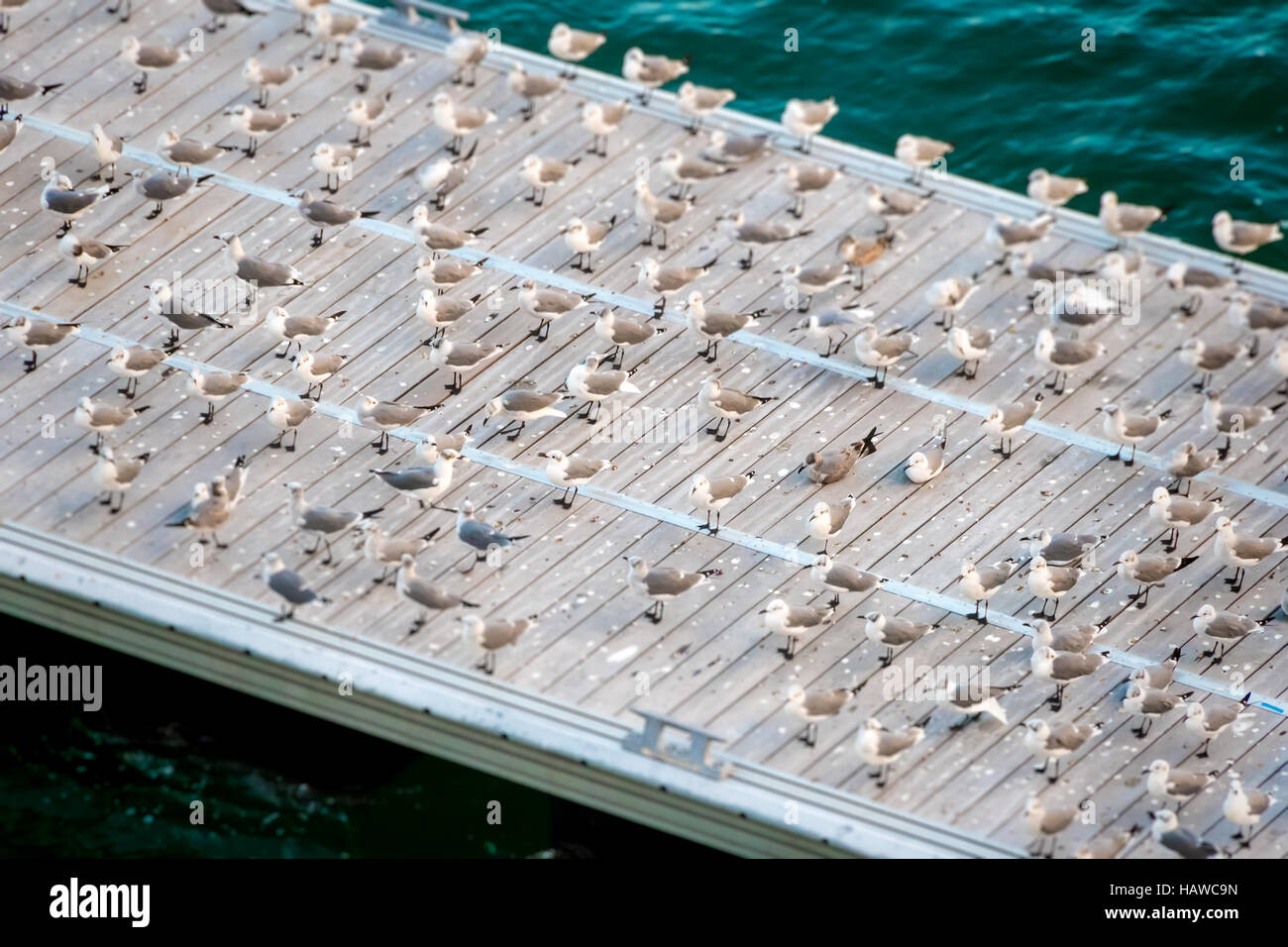 A Flock of seagulls rassemblement sur le quai pour se reposer et se toilettent. Banque D'Images