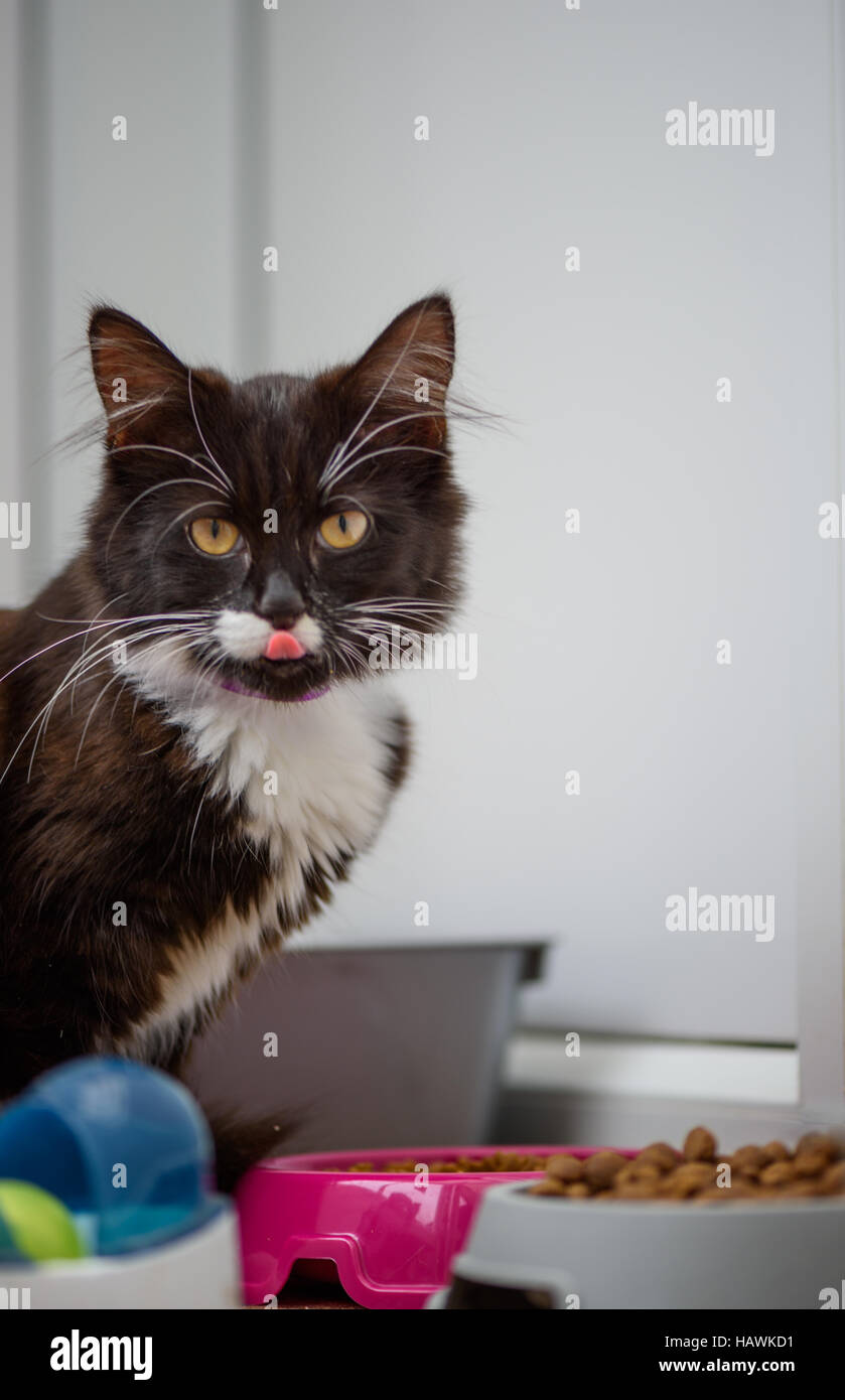Langue De Chaton Banque De Photographies Et D Images A Haute Resolution Alamy
