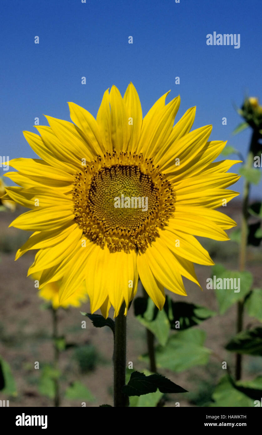 Helianthus ou tournesol Banque D'Images