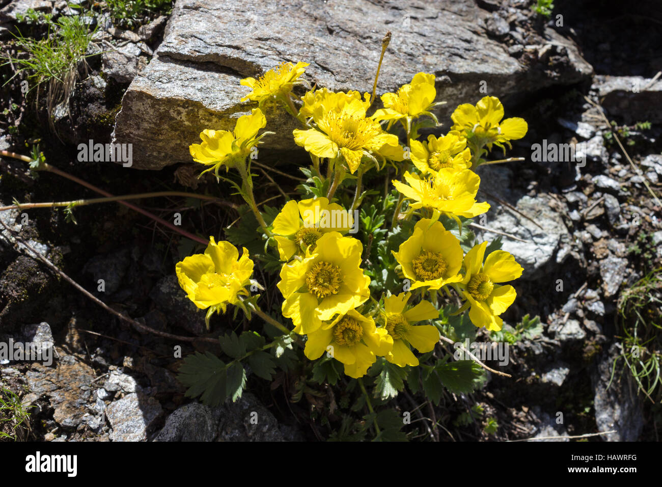 Fleur alpine Geum Reptans (Creeping Avens), de la vallée d'aoste, Italie Banque D'Images