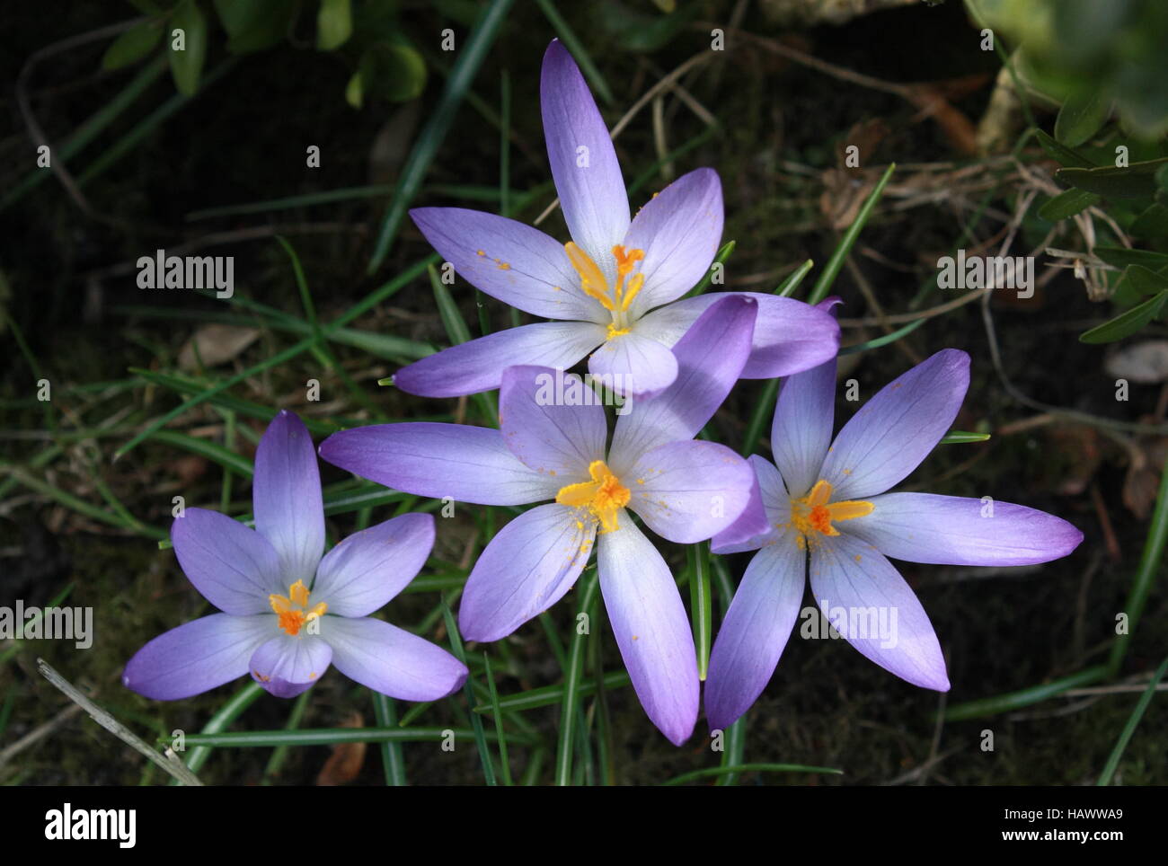 Crocus, pourpre, fleurs triangle Banque D'Images