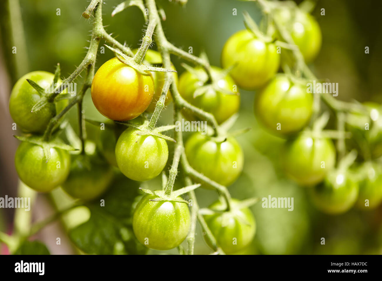 Tomates vertes Banque D'Images